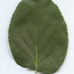 Photographie n°48365 du taxon Alnus cordata (Loisel.) Duby [1828]