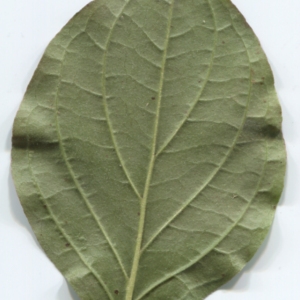 Photographie n°48435 du taxon Cornus sanguinea L. [1753]