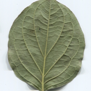 Photographie n°48442 du taxon Cornus sanguinea L. [1753]