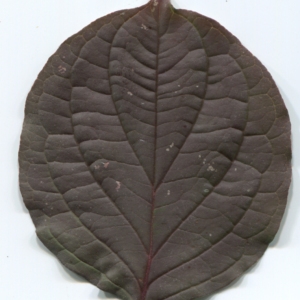 Photographie n°48451 du taxon Cornus sanguinea L. [1753]
