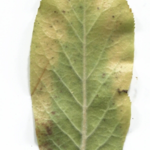 Photographie n°48480 du taxon Mespilus germanica L. [1753]