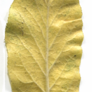Photographie n°48485 du taxon Mespilus germanica L. [1753]