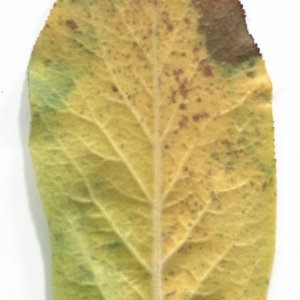 Photographie n°48487 du taxon Mespilus germanica L. [1753]