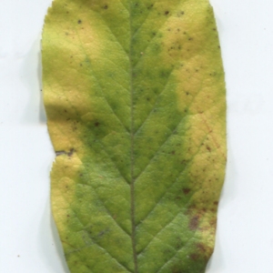 Photographie n°48491 du taxon Mespilus germanica L. [1753]