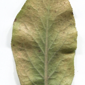 Photographie n°48498 du taxon Mespilus germanica L. [1753]