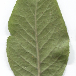 Photographie n°48501 du taxon Mespilus germanica L. [1753]