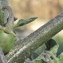  Marie  Portas - Solanum villosum subsp. miniatum (Bernh. ex Willd.) Edmonds [1984]