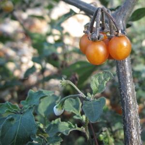 Solanum nigrum subsp. miniatum (Bernh. ex Willd.) Hartm. (Morelle à tige ailée)