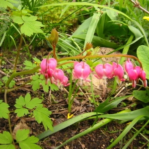 Photographie n°48576 du taxon Dicentra spectabilis (L.) Lem. [1847]