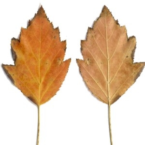 Photographie n°48579 du taxon Sorbus torminalis (L.) Crantz [1763]