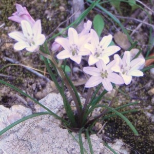 Photographie n°48596 du taxon Brimeura fastigiata (Viv.) Chouard [1931]