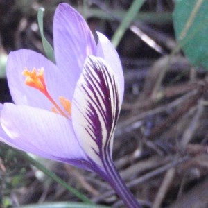 Photographie n°48597 du taxon Crocus corsicus Vanucchi ex Maw [1878]