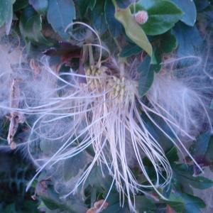 Photographie n°48598 du taxon Clematis cirrhosa L. [1753]