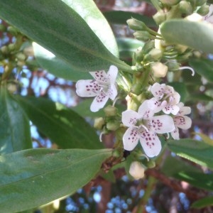 Photographie n°48601 du taxon Myoporum laetum G.Forst. [1786]