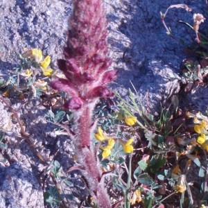 Photographie n°48603 du taxon Orobanche sanguinea C.Presl [1822]