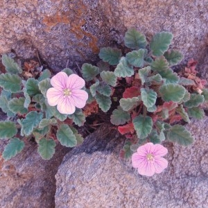 Photographie n°48604 du taxon Erodium corsicum Léman [1805]