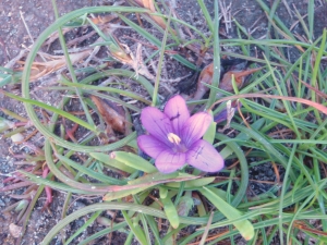 Genevieve Botti, le  8 avril 2011 (Italie (Sardaigne : Capo del Falcone))