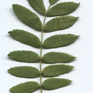Photographie n°48611 du taxon Sorbus domestica L. [1753]