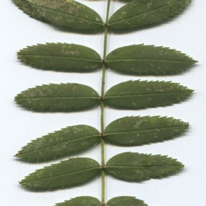Photographie n°48617 du taxon Sorbus domestica L. [1753]