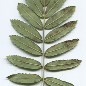 Photographie n°48620 du taxon Sorbus domestica L. [1753]