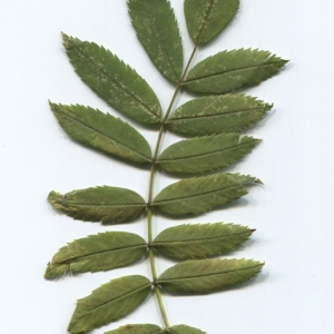 Photographie n°48621 du taxon Sorbus domestica L. [1753]