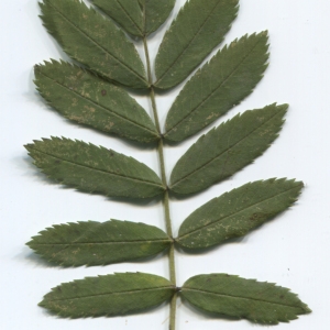 Photographie n°48622 du taxon Sorbus domestica L. [1753]