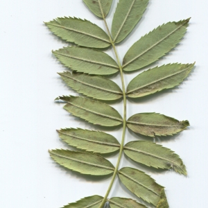Photographie n°48623 du taxon Sorbus domestica L. [1753]