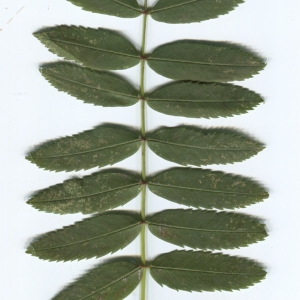 Photographie n°48625 du taxon Sorbus domestica L. [1753]