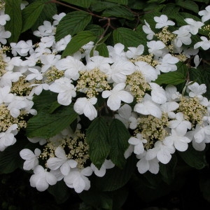 Viburnum plicatum Thunb.