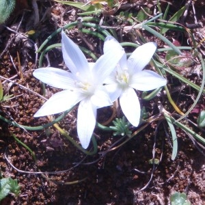 Photographie n°48654 du taxon Ornithogalum biflorum Jord. & Fourr. [1866]