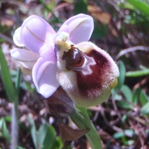 Photographie n°48659 du taxon Ophrys tenthredinifera Willd. [1805]