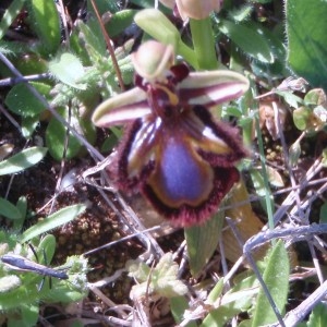 Photographie n°48674 du taxon Ophrys ciliata Biv. [1806]