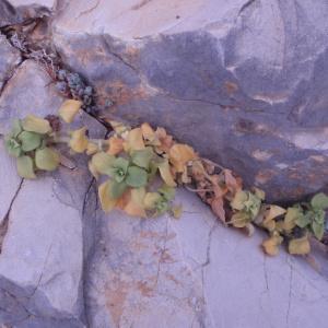 Photographie n°48675 du taxon Theligonum cynocrambe L. [1753]