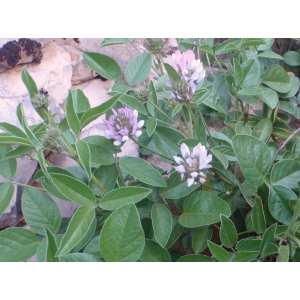 Psoralea morisiana Pignatti & Metlesics