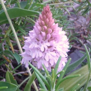 Photographie n°48680 du taxon Anacamptis pyramidalis (L.) Rich. [1817]