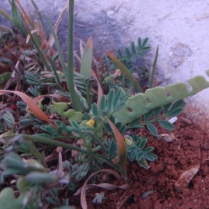 Photographie n°48682 du taxon Hippocrepis biflora Spreng. [1815]