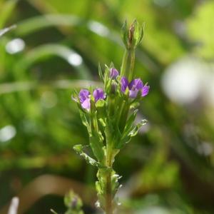 Photographie n°48695 du taxon Legousia hybrida (L.) Delarbre [1800]