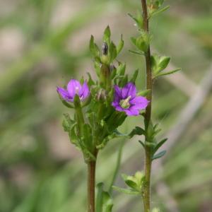 Photographie n°48697 du taxon Legousia hybrida (L.) Delarbre [1800]