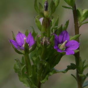 Photographie n°48698 du taxon Legousia hybrida (L.) Delarbre [1800]