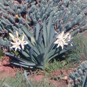 Photographie n°48700 du taxon Pancratium illyricum L. [1753]