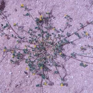 Photographie n°48703 du taxon Medicago littoralis Rohde ex Loisel. [1810]