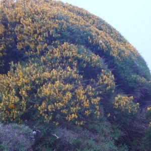 Photographie n°48707 du taxon Genista corsica (Loisel.) DC. [1815]