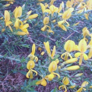 Photographie n°48708 du taxon Genista corsica (Loisel.) DC. [1815]