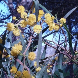 Photographie n°48729 du taxon Acacia saligna (Labill.) H.L.Wendl. [1820]