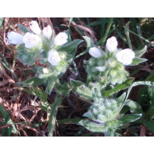 Echium sabulicola Pomel (Vipérine marine)