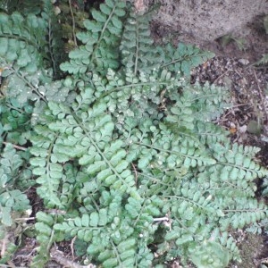 Photographie n°48742 du taxon Asplenium billotii F.W.Schultz [1845]