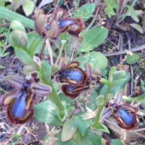 Photographie n°48750 du taxon Ophrys ciliata Biv. [1806]