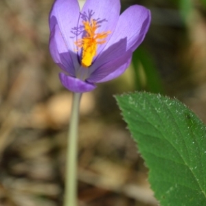 Photographie n°48764 du taxon Crocus nudiflorus Sm. [1798]