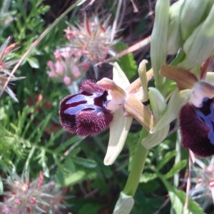 Photographie n°48771 du taxon Ophrys incubacea Bianca [1842]