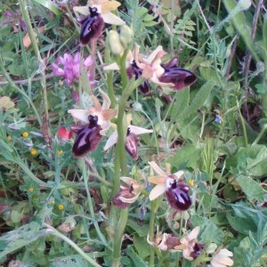 Photographie n°48773 du taxon Ophrys incubacea Bianca [1842]